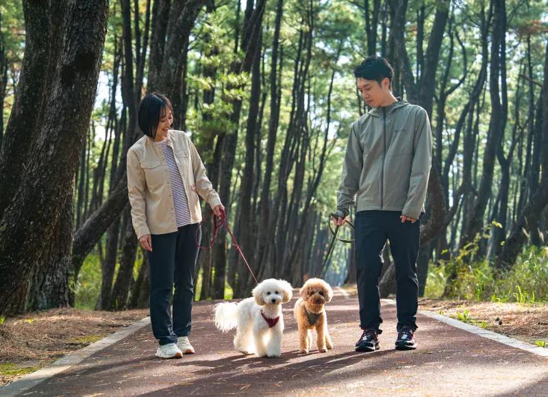 和愛犬在松林散步道散步的2人